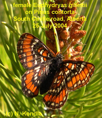 Euphydryas gillettii