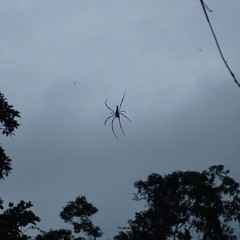 Nephila pilipes