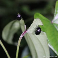 Apogonia cribricollis