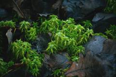 Sphagnum squarrosum