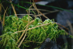 Sphagnum squarrosum