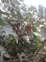 Solanum tomentosum tomentosum
