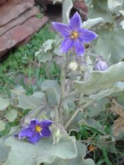 Solanum tomentosum tomentosum