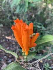 Adenocalymma gibbosum