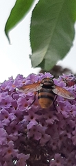 Volucella zonaria