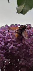Volucella zonaria