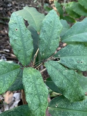 Adenocalymma gibbosum