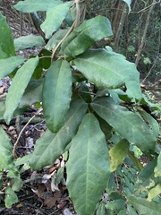Adenocalymma gibbosum