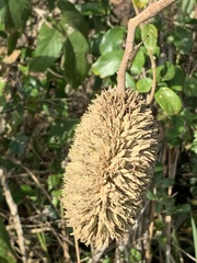 Zeyheria tuberculosa