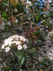 Sambucus australis