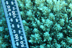 Acropora appressa