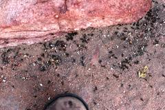 Anoplolepis steingroeveri