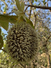 Zeyheria tuberculosa