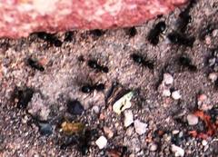 Anoplolepis steingroeveri