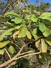Zeyheria tuberculosa