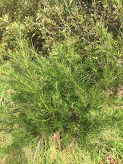 Podocarpus latifolius