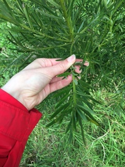 Podocarpus latifolius