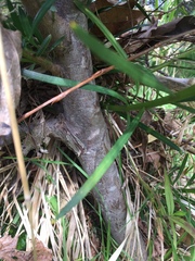 Podocarpus latifolius