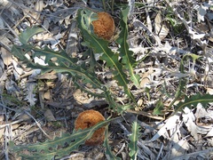 Banksia gardneri
