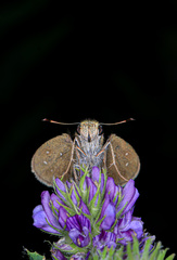 Hesperiinae