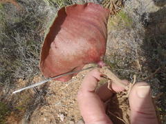 Eriospermum capense capense