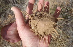 Eriospermum capense capense