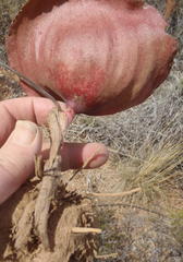 Eriospermum capense capense