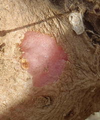 Eriospermum capense capense