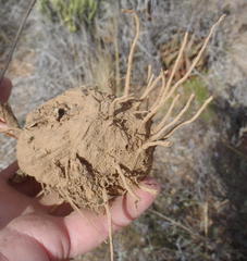 Eriospermum capense capense