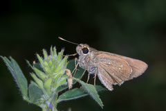 Hesperiinae