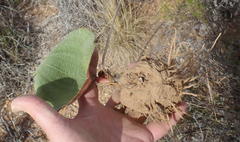 Eriospermum capense capense