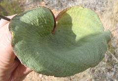 Eriospermum capense capense