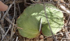 Eriospermum capense capense