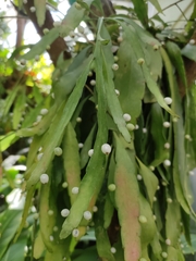 Pseudorhipsalis ramulosa