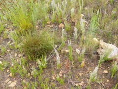 Erica paniculata
