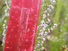 Erica paniculata