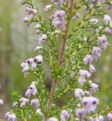 Erica paniculata