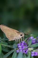 Hesperiinae