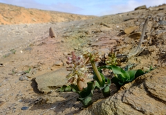 Lachenalia klinghardtiana