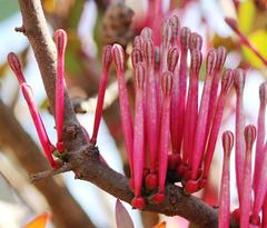 Tapinanthus rubromarginatus