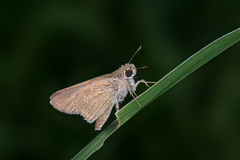 Hesperiinae