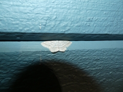Scopula ancellata