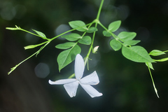 Jasminum grandiflorum