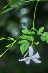 Jasminum grandiflorum