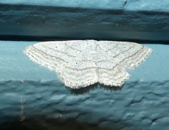 Scopula ancellata