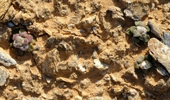 Anacampseros retusa
