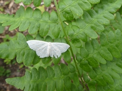 Scopula junctaria