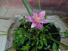 Zephyranthes rosea