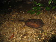 Hydromedusa maximiliani