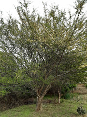 Vachellia robusta robusta